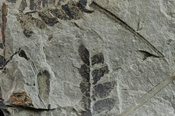 Pennsylvanian Fossil Fern (Neuropteris) Plate - Kentucky #154675